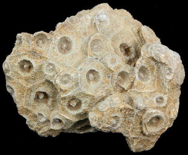 Fossil Coral (Actinocyathus) Head - Morocco #44871